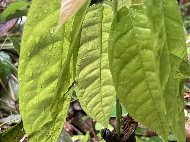 農園に植えられた若いカカオの苗木